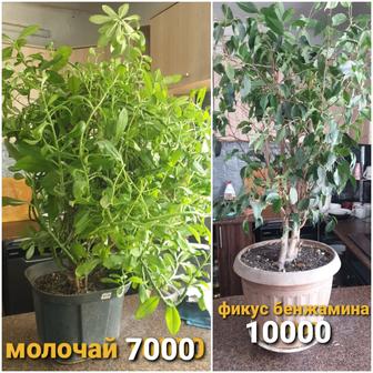 Продам фикус бенджамина и молочай