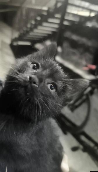 Отдам даром котенка