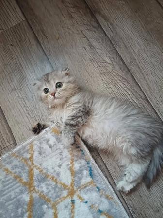 Котенок ХАЙЛЕНД ФОЛД!