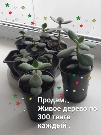 Продам. Живое дерево.