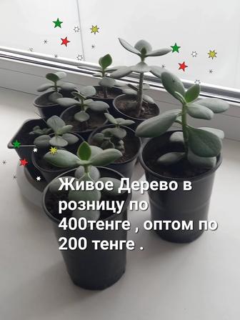 Продам. Живое дерево.