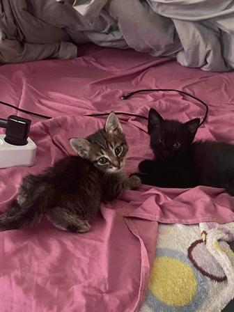 Отдам котям мальчик и девочка