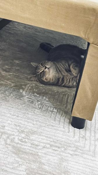 Кошечка