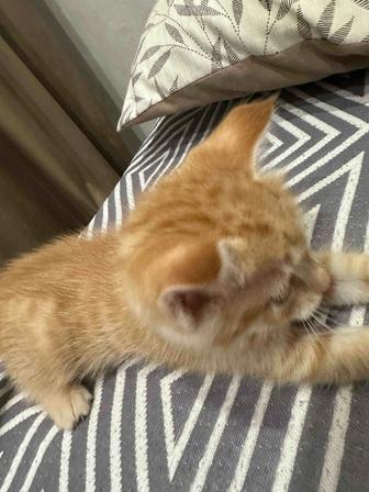 Отдам котенка даром