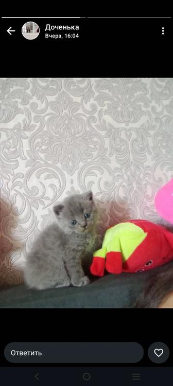 Кошки