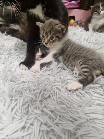 Котятокдобрым и надежным любящим людям.