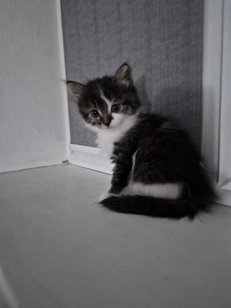 Котяток добрым и надежным любящим людям.