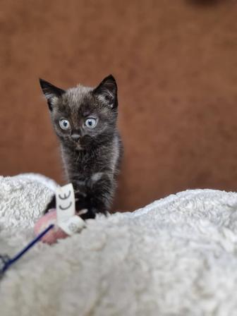 Котяток добрым и надежным любящим людям.