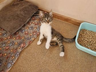 Котяток добрым и надежным любящим людям.