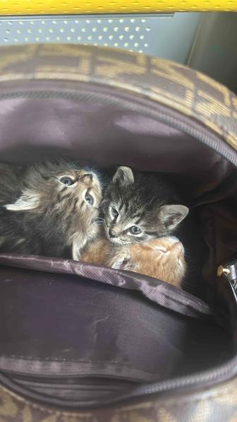 Отдам котят в добрые руки