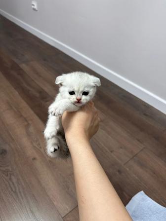 Продажа котят порода британская шиншилла
