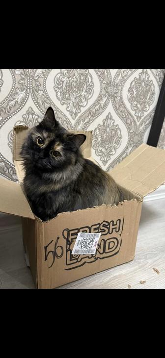 Отдам кошку в добрые руки