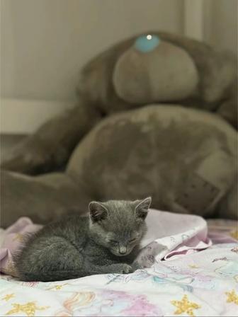 Отдам котенка