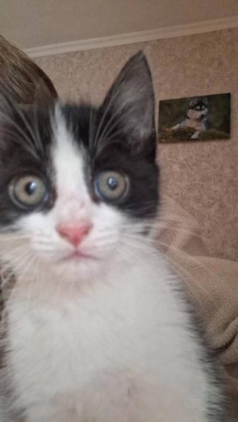 Отдам в хорошие руки котенка