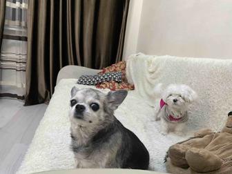 Передержка и выгул собак, зооняня, доставка животных.