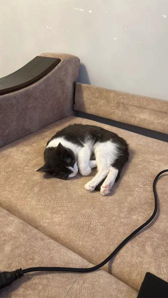 Отдам кошку