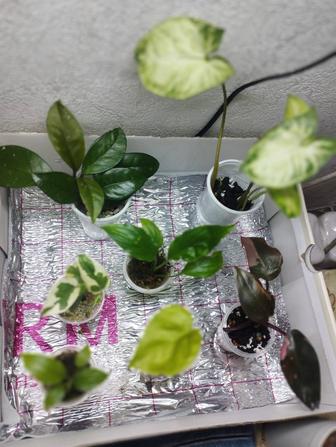 Продам комнатные растения