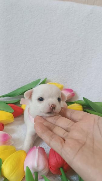 чихуахуа девочки щенки