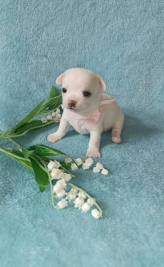 чихуахуа девочки щенки