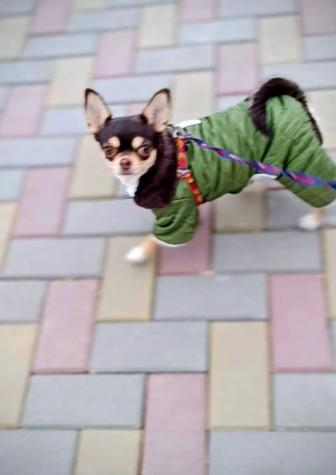 чихуахуа девочки щенки