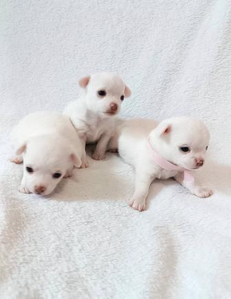 чихуахуа девочки щенки