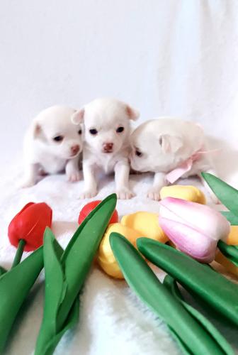 чихуахуа девочки щенки