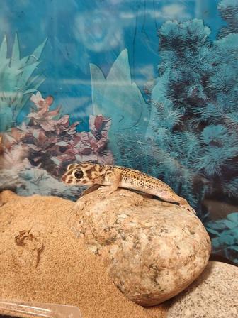 Продам гекконов