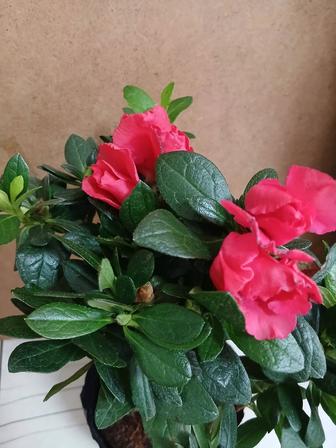 Азалия красная комнатный цветок