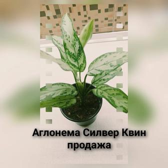 Аглаонема Сильвер Квин