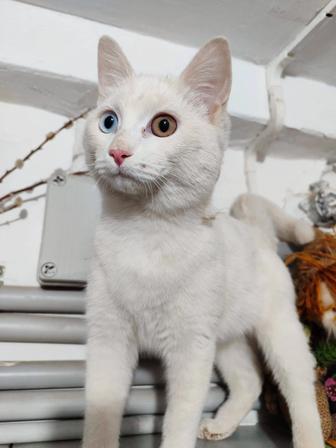 Кошка ищет дом