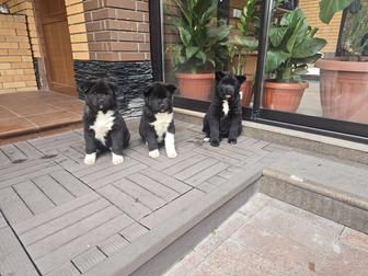 чистокровные щенята американской акиты