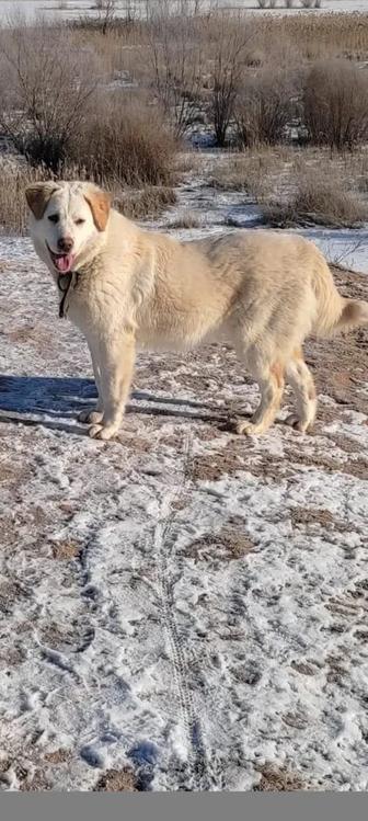 Собака