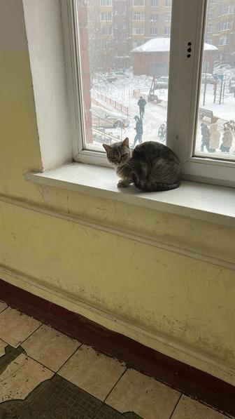 кошка потеряшка домашняя