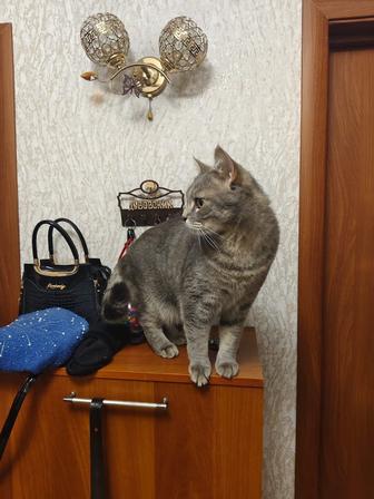 Отдам кота в хорошие добрые руки.