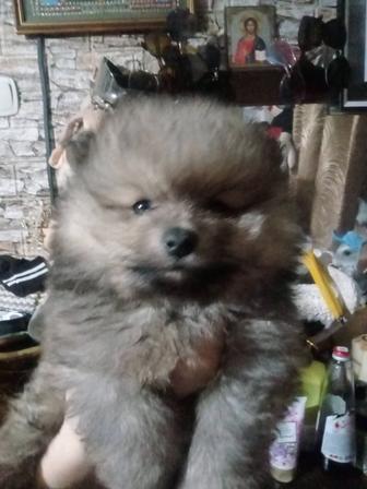 Щенки шпица мальчики и девочки