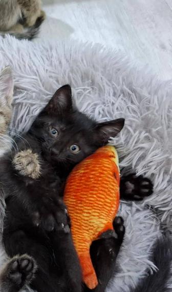 Отдам в добрые руки котяток