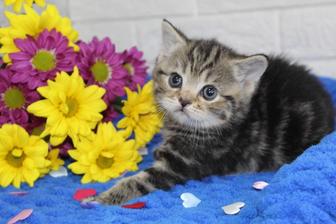 Котята Скотиши редких окрасов