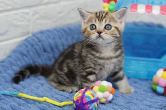 Котята Скоттиш редких окрасов