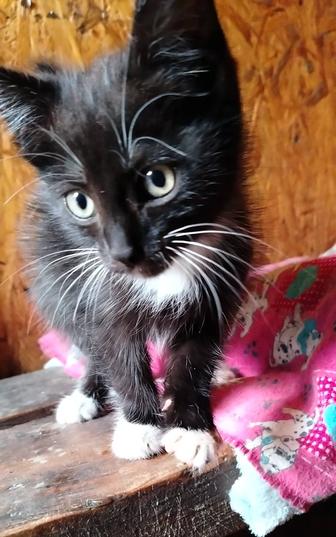 Котенок (Девочка)