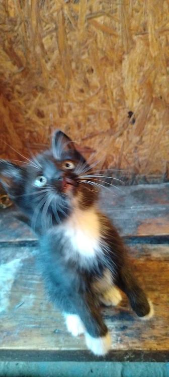 Котенок (Девочка)