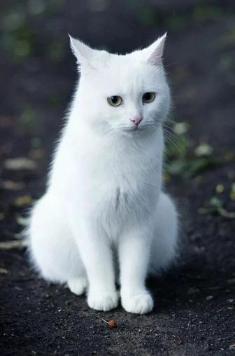 Белая кошка, очень добрая