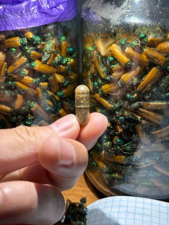 Алтын коныз свежий майский жук золотой жук алтын қоңыз простатит