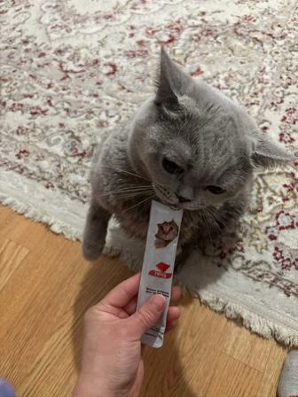 Адам кошку хорошие руки
