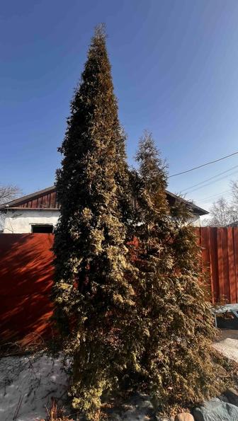 Продаются взрослые туи высота 5 метров