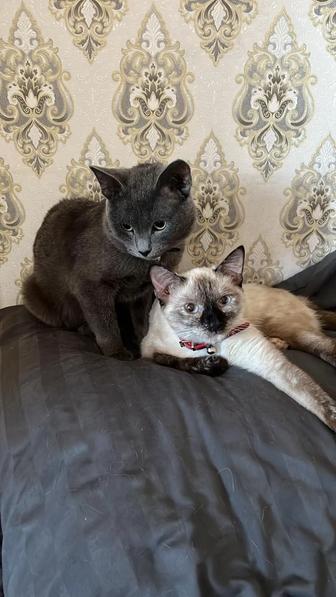Ищу хозяев для кота и кошки