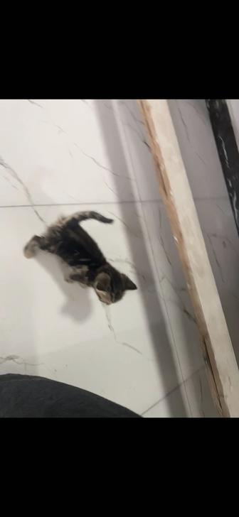 Отдадим котенка в хорошие руки