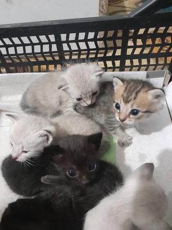 Продаю новорожденных котят