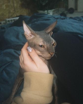 Котик сфинкс ищет любящую семью