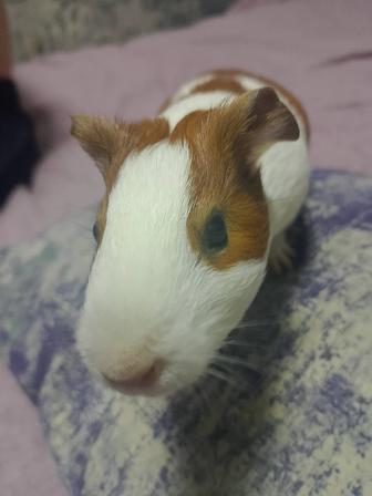 Продам свинок