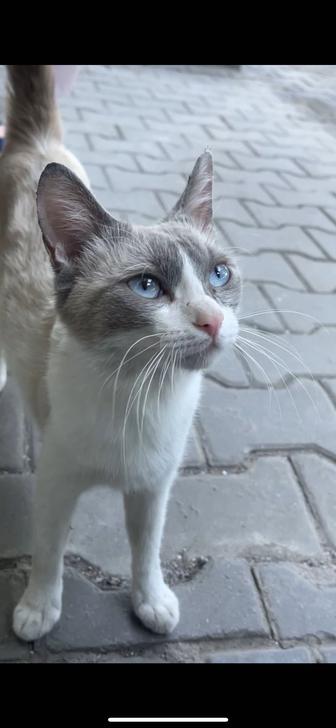 Ищет дом ласковая кошечка